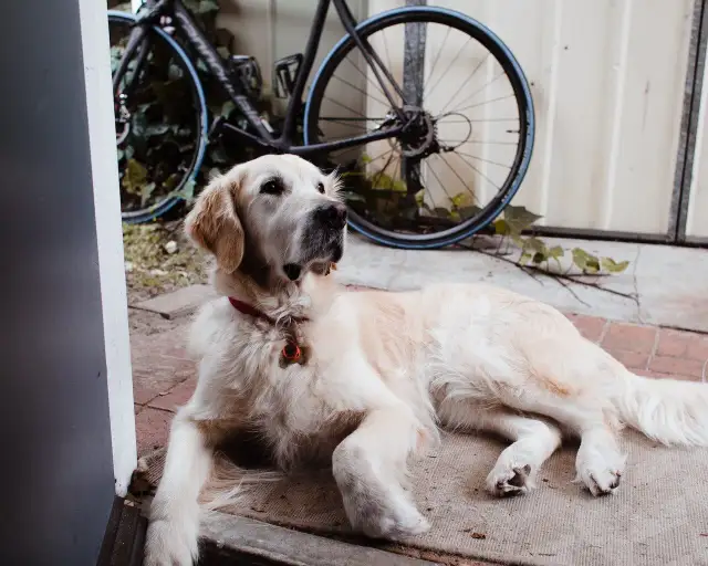 Czy golden retriever nadaje się do bloku? Oto, co musisz wiedzieć