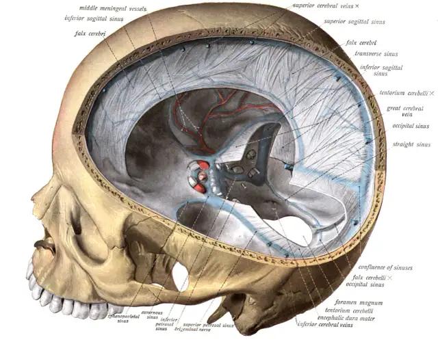 Zatoka strzałkowa górna - kluczowa rola w anatomii mózgu i zdrowiu