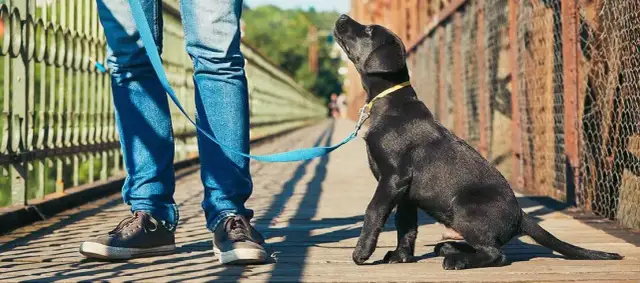 Tresura labradora: Kompleksowy poradnik od szczeniaka do eksperta
