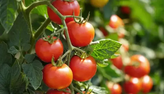 Passata pomidorowa indeks glikemiczny – co musisz wiedzieć o IG?