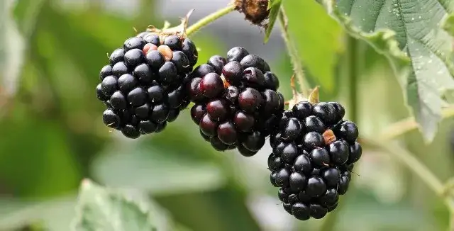 Kiedy jest sezon na jeżyny? Odkryj najlepszy czas na zbiór tych owoców