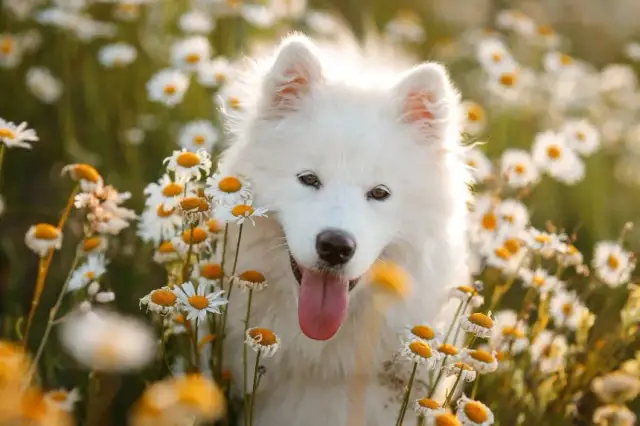 Samoyed sierść czy włosy - poznaj różnice i pielęgnację futra