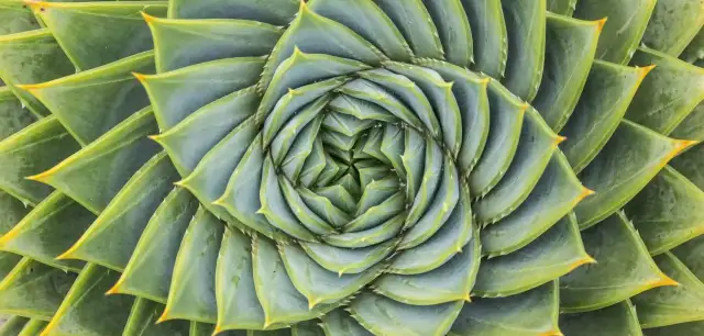 Zielone liście sukulentu układają się w spiralę, tworząc wzór przypominający złoty podział. Fotografia ukazuje piękno natury.