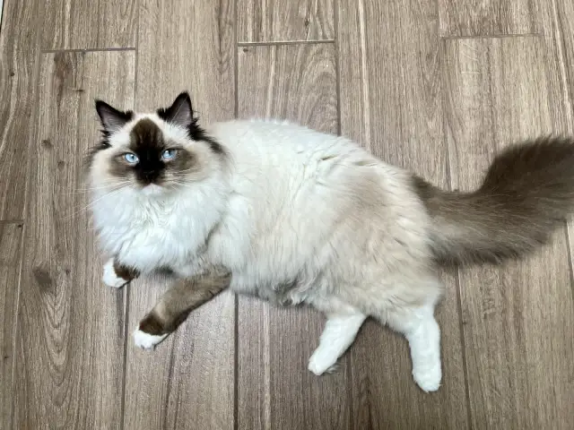 Czy Ragdoll uczula? Jak alergik może żyć z tym kotem?