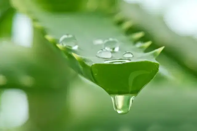 Aloes: na co pić? Sekrety zdrowia, urody i smukłej sylwetki