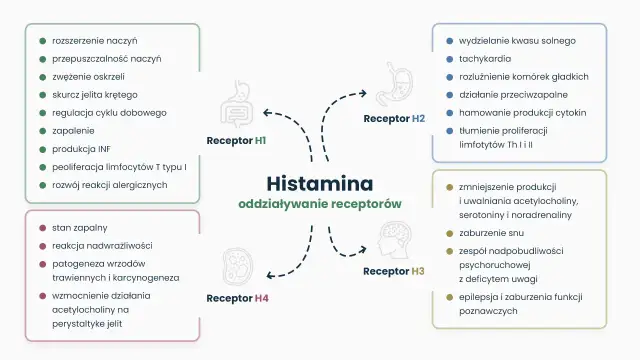 Schemat przedstawia działanie histaminy na receptory H1-H4, wpływając na zapalenie, reakcje alergiczne, trawienie i funkcje neurologiczne.