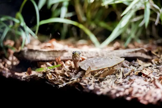 Terrarium dla patyczaka: wymiary, wyposażenie i błędy hodowli