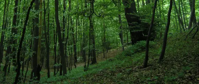 Rezerwat przyrody Góra Chełm - tajemnice i atrakcje w naturze
