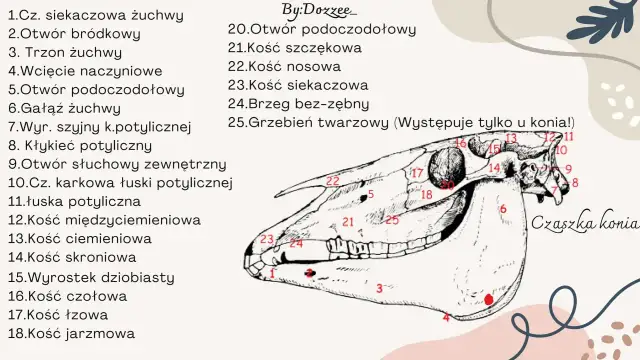 Anatomia czaszki konia: szczegółowy rysunek z numerowanymi elementami budowy głowy konia, od kości siekaczowej po jarzmową.