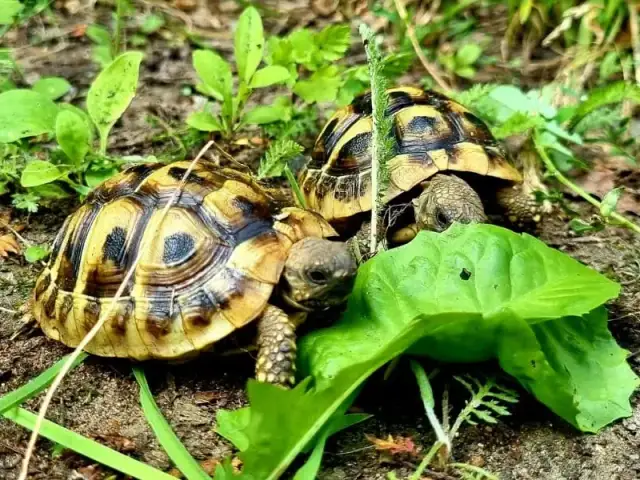 Jak wygląda żółw? Odkryj niezwykłe cechy różnych gatunków
