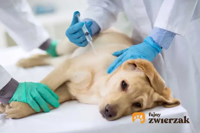 Uśpienie psa: Jak wygląda bezbolesna eutanazja krok po kroku?