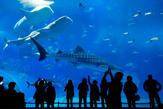 Ludzie w cieniu podziwiają rekiny wielorybie i płaszczki w największym oceanarium świata.