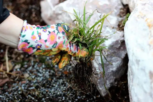 Jak skutecznie zwalczać wijący się chwast i chronić uprawy