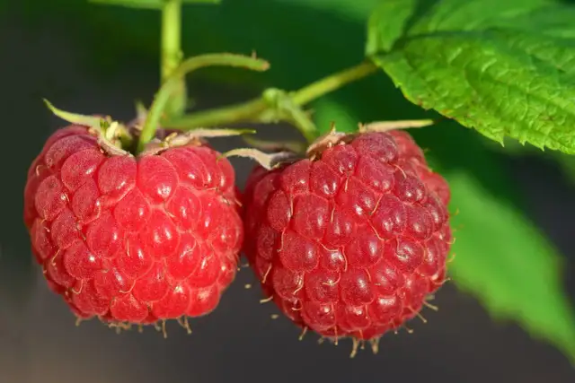 Jaki nawóz pod maliny na jesień, aby wzmocnić ich zimowanie?
