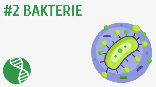 Jak rozmnażają się bakterie i wirusy - różnice i procesy reprodukcji