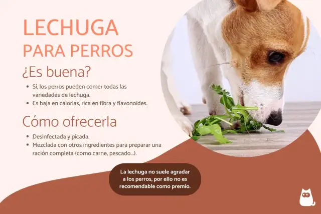 Un perro come lechuga fresca. Sí, los perros pueden comer lechuga, es baja en calorías y rica en fibra.