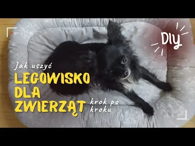Własnoręczne legowisko dla psa? Poradnik DIY bez szycia i z recyklingu