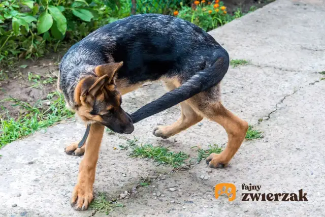 Gryzienie ogona u szczeniaka: Kiedy to normalne, a kiedy alarm?