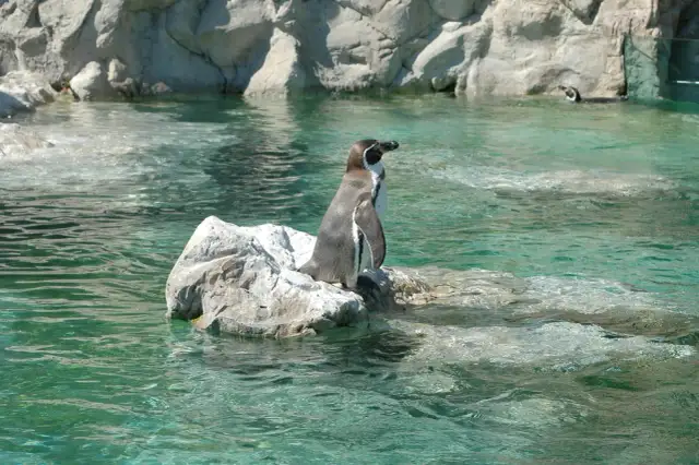 Pingwin na skale w wodzie. Zoo wiedeń.