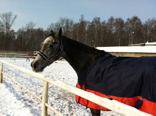 Szarobury koń w derce czeka na trening. W tle śnieżny padok i las.