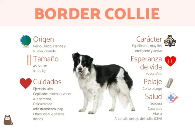 Un Border Collie, uno de los tipos de collie, con información sobre su origen, tamaño, cuidados, carácter y salud.