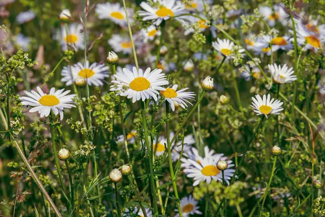 Spacer po łące: Najpiękniejsze wiersze i ich magia