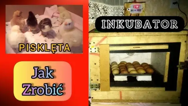 Inkubator z butelki: Zbuduj go sam! Krok po kroku do piskląt