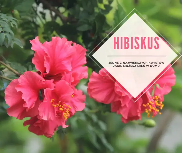 Jak uprawiać hibiskusa: skuteczne metody pielęgnacji i porady
