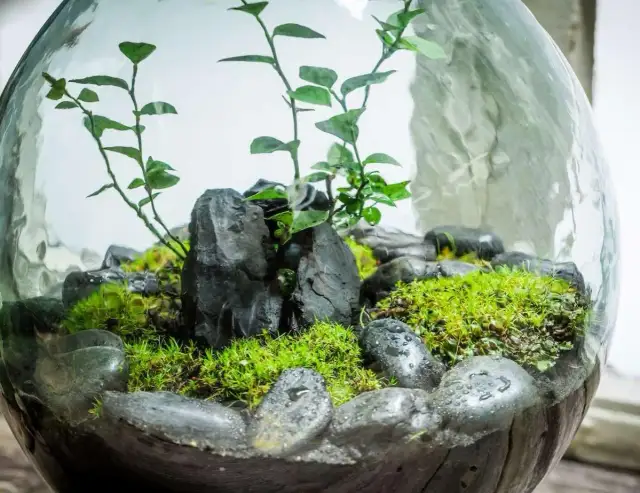 Jak zrobić terrarium DIY? Kompletny przewodnik krok po kroku