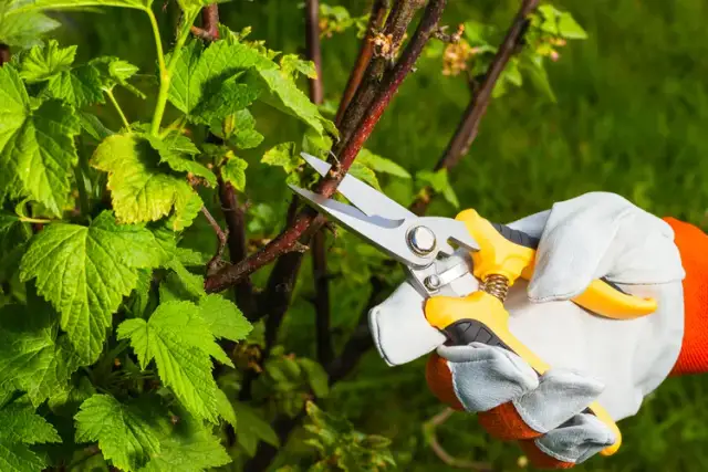 Jak przycinać porzeczki? Sekret obfitych plonów i zdrowych krzewów