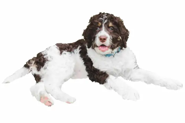 Un juguetón bernedoodle mini, con pelaje rizado blanco y marrón, mira con ojos curiosos y la boca abierta, listo para jugar.