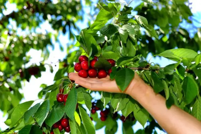 Cuándo se plantan los cerezos: evita errores comunes y logra éxito