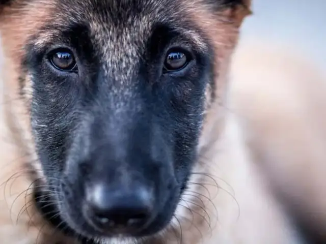 Ojos tristes de un perro maltratado, reflejando la esperanza de cómo quitar el miedo a un perro maltratado con paciencia y amor.