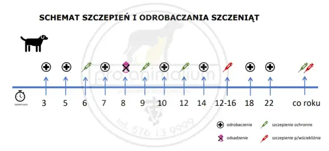 Szczeniak na spacer: Po którym szczepieniu? Pełny poradnik