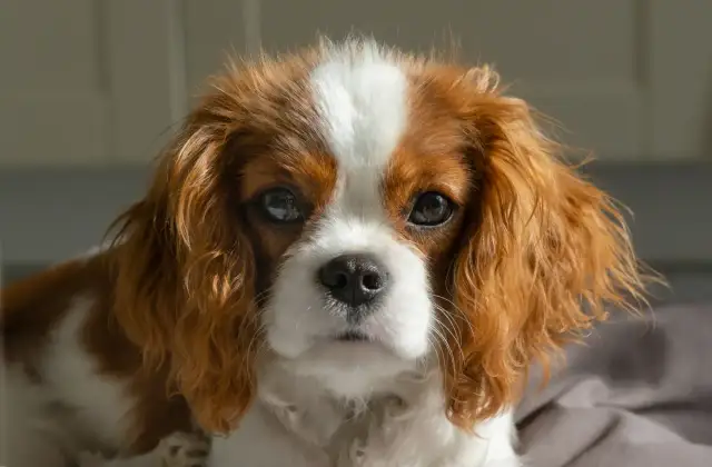 Cavalier King Charles Spaniel: Czy gubi sierść? Pielęgnacja i porady