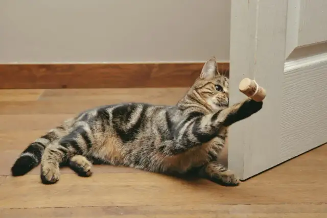 Jak zrobić zabawkę dla kota? DIY: Proste pomysły w 5 minut!