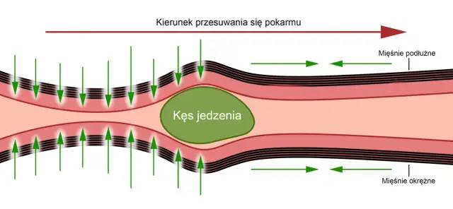 Jelito cienkie - najdłuższa część przewodu pokarmowego i Twoje zdrowie