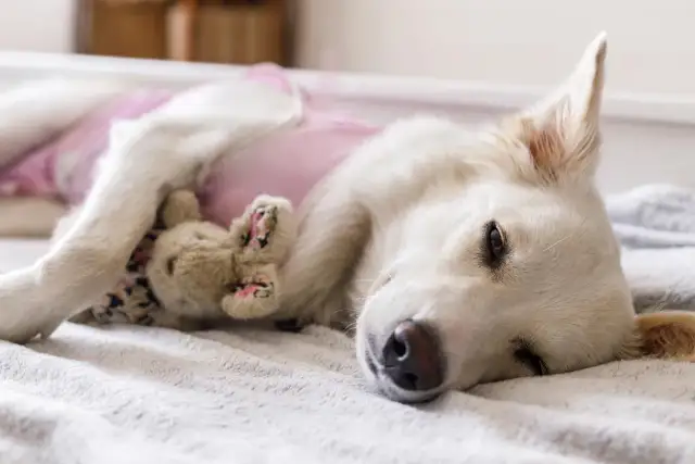 Perra blanca con un osito de peluche, recuperándose tras esterilizar perra.