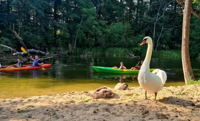 Gdzie na kajaki Mazury? Wybierz idealny szlak i zaplanuj spływ