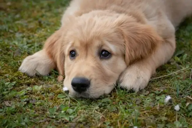 Ile karmy dla szczeniaka golden retriever? Sprawdź, jak nie przesadzić