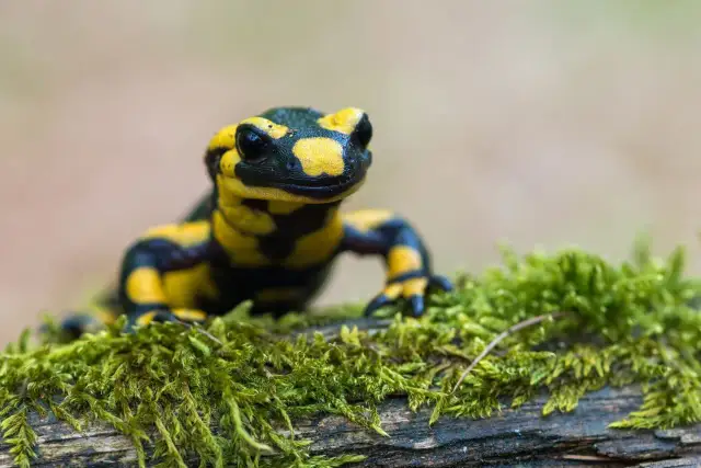 Czarno-żółta salamandra plamista na mchu. Poluje na owady, ślimaki i inne drobne bezkręgowce, które stanowią jej pożywienie.