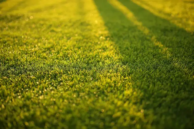 Zielona trawa po aeracji, lśniąca w słońcu. Cienie drzew tworzą na niej pasy.