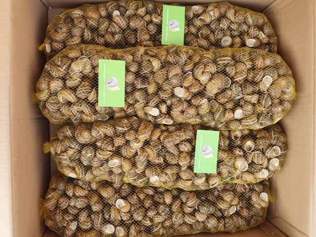Cztery worki pełne ślimaków w kartonie. Zastanawiasz się, ile kosztuje 1 kg ślimaków w skupie?
