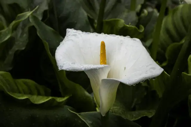 Cuándo plantar las calas para asegurar su crecimiento saludable