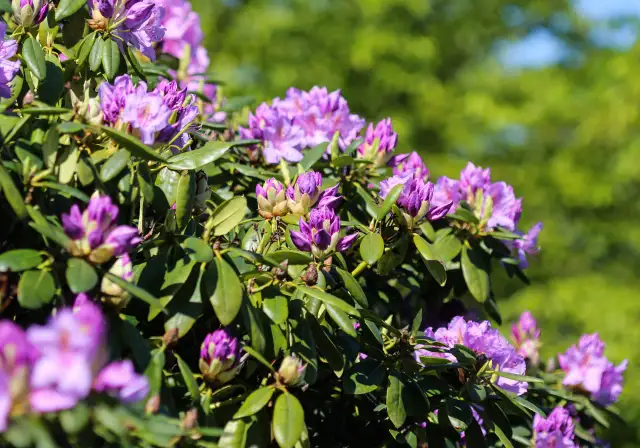 Jakie odstępy sadzenia rododendronów zapewnią im zdrowy wzrost?