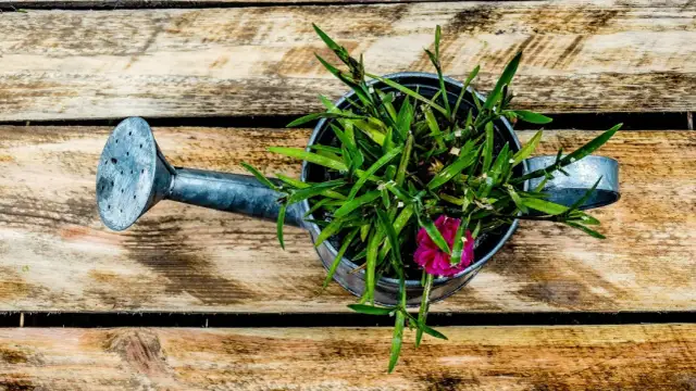 Naturalne nawozy azotowe: przepisy DIY dla bujnego ogrodu