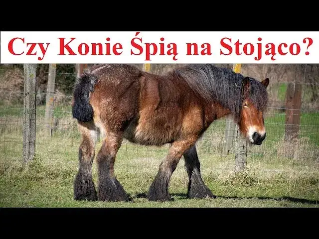 Dlaczego koń śpi na stojąco? Odkryj zaskakujące powody tego zachowania