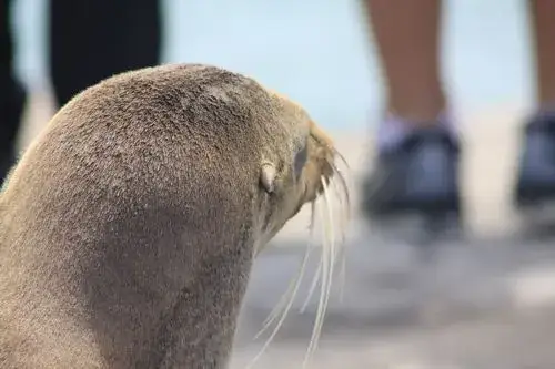 Do kogo należą wyspy Galapagos? Odkryj ich niezwykłą historię