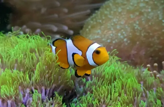 Prawdziwa cena błazenka "Nemo": Koszt rybki i akwarium morskiego