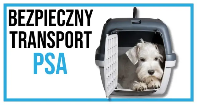 Biały piesek siedzi w otwartym transporterze.